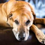 Stogie the Rhodesian Ridgeback