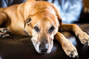 Stogie on the couch