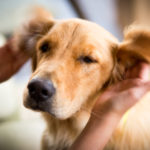 Benny’s Golden Ears