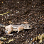Scrat the Mint Chipmunk