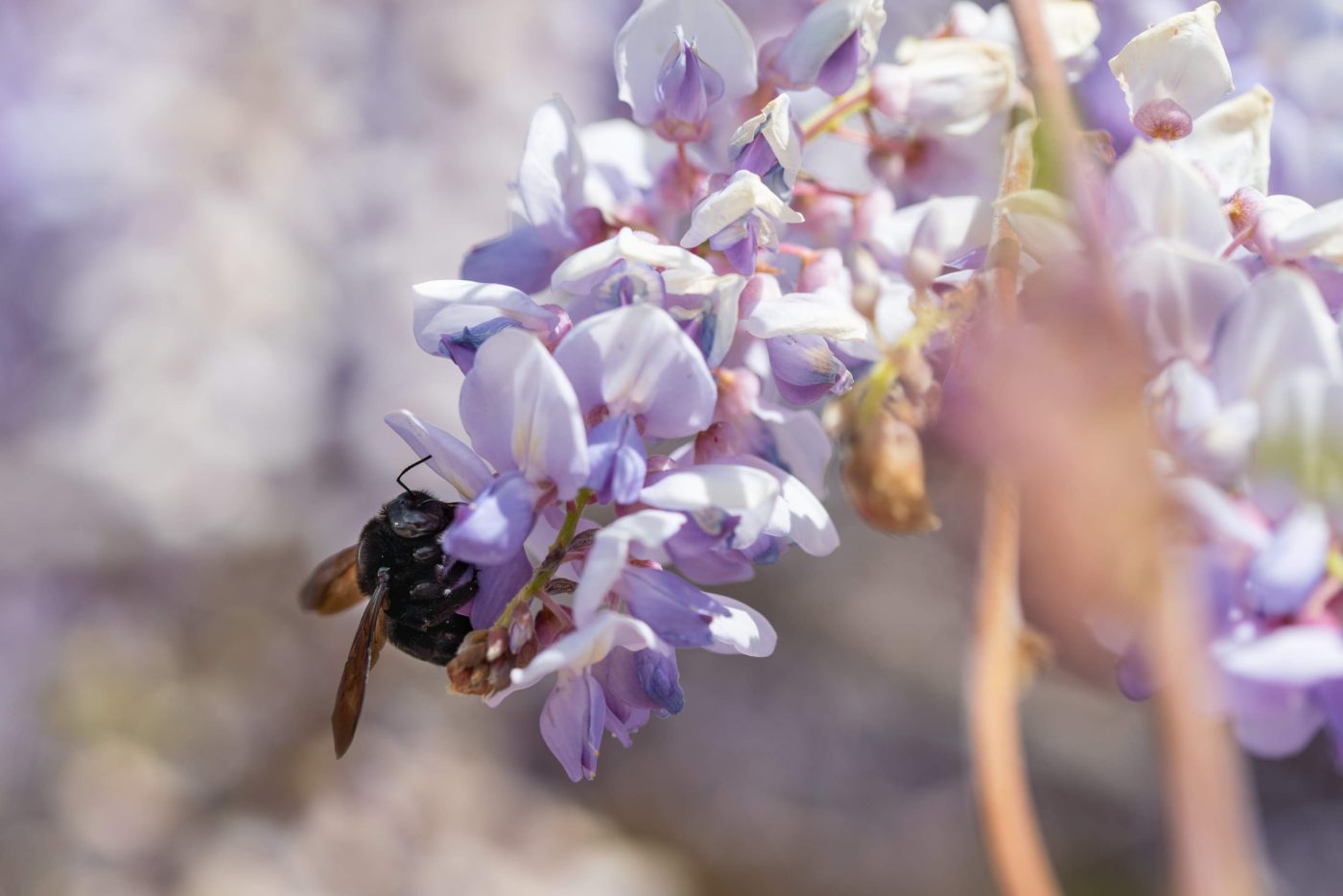 Carpenter bee on wisteria plant