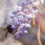 Giant Carpenter Bees on Wisteria