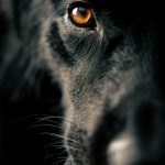 Caring for another creature has improved my life