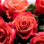A bunch of roses for Brittany