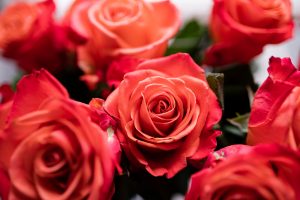 A bunch of roses for Brittany