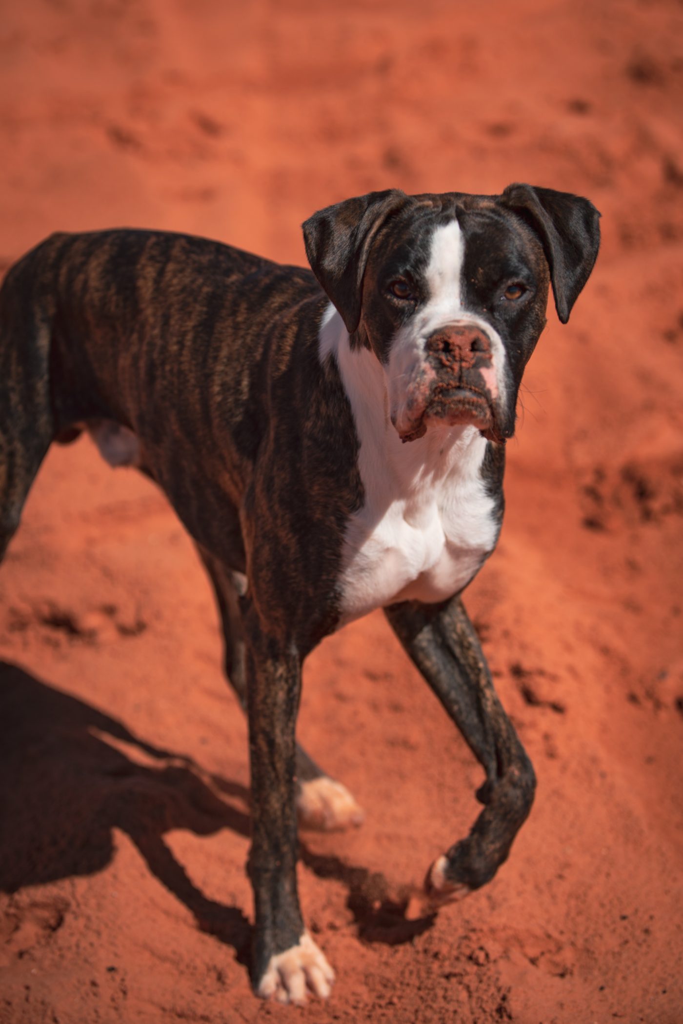 Boxer Dog at Warner Valley - Fort Pearce