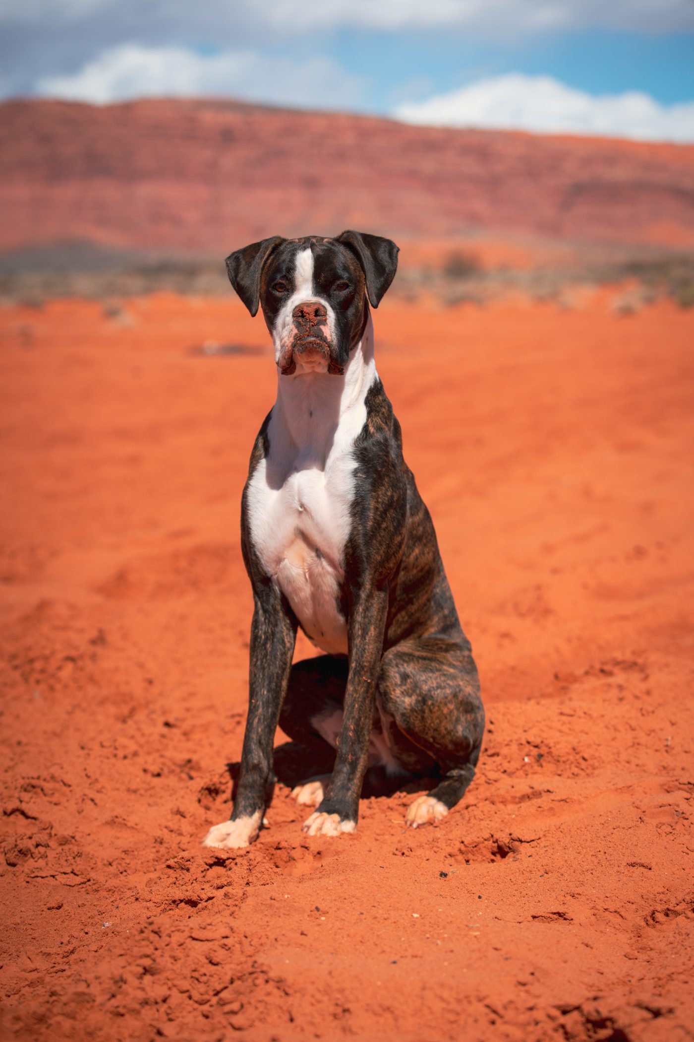 Boxer Dog at Warner Valley - Fort Pearce