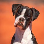 Desert Boxer Dog named Bond