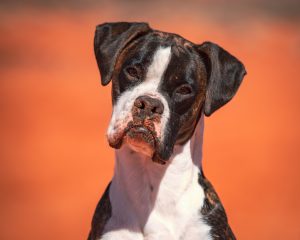 Boxer Dog at Warner Valley - Fort Pearce